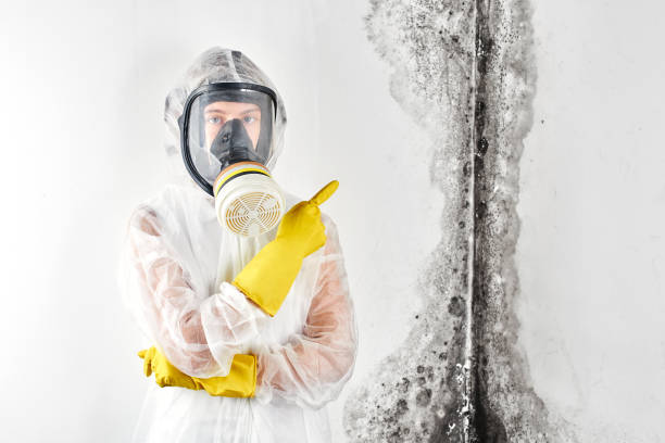 Why You Should Choose Our Mold Remediation Services in Berlin, WI